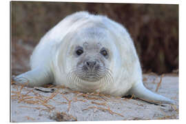 Gallery print Gray seal