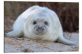 Magnettafel Kegelrobbe