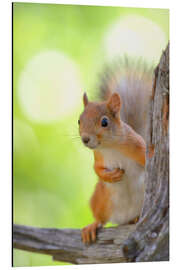 Aluminium print European squirrel