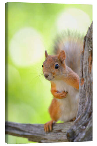 Canvas print European squirrel