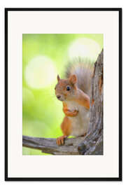 Gerahmter Kunstdruck Europäisches Eichhörnchen