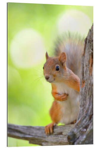 Gallery print European squirrel