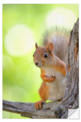 Selvklebende plakat European squirrel