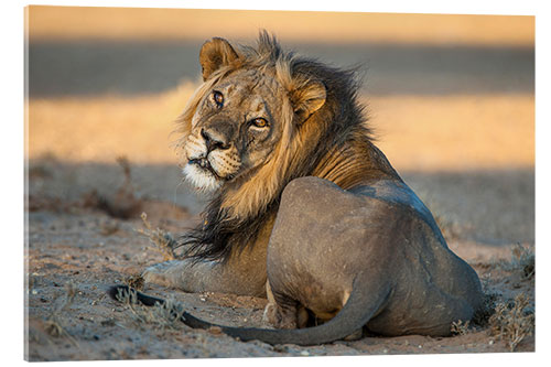 Acrylic print Lion