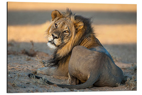 Aluminium print Lion