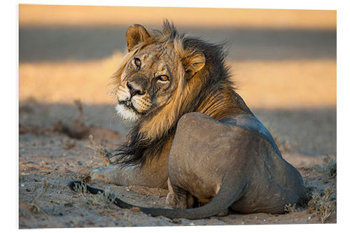 Foam board print Lion