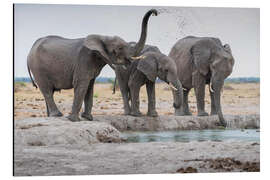 Aluminiumtavla African elephants