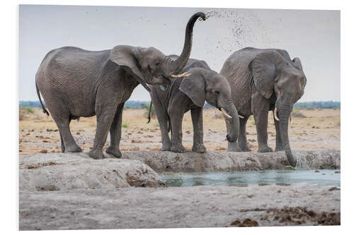 Foam board print African elephants