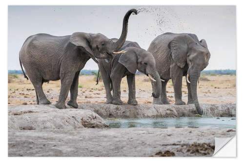 Selvklebende plakat African elephants