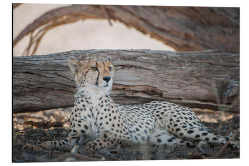 Tableau en aluminium Cheetah repose à l'ombre