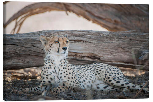 Stampa su tela Cheetah riposa all'ombra