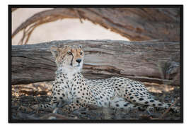 Gerahmter Kunstdruck Gepard ruht im Schatten