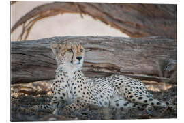 Gallery print Cheetah rests in the shade