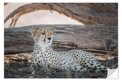 Wandsticker Gepard ruht im Schatten