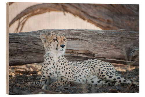 Wood print Cheetah rests in the shade