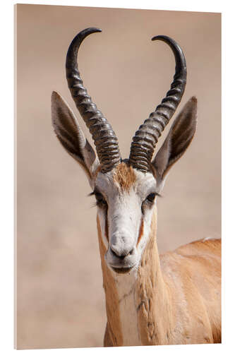 Akrylbillede Springbok antelope