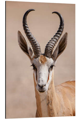 Aluminium print Springbok antelope