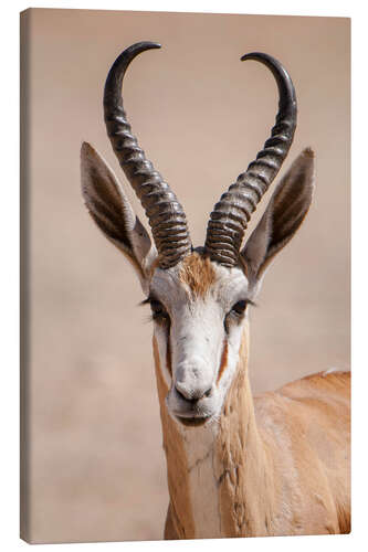 Canvas print Springbok antelope