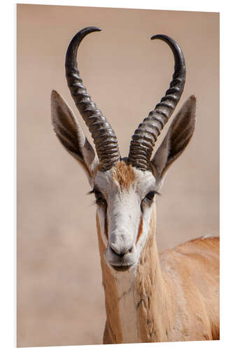 Foam board print Springbok antelope