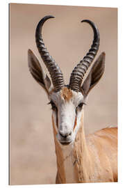 Gallery print Springbok antelope