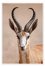 Wall print  Springbok antelope - Matthias Graben