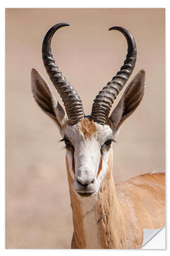 Naklejka na ścianę Springbok antelope