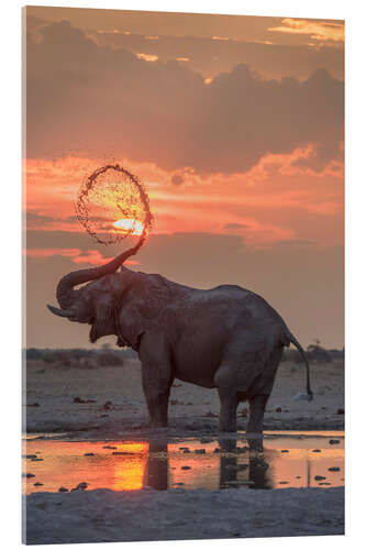 Acrylic print African elephant