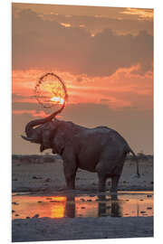 Tableau en PVC Éléphant d'Afrique jouant avec l'eau