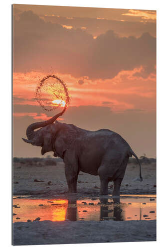 Galleritryck African elephant