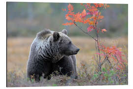 Aluminiumtavla Brown bear