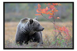 Gerahmter Kunstdruck Braunbär