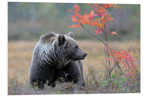 Tableau en PVC Ours brun