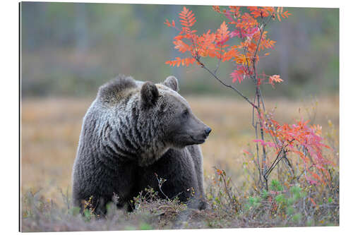 Gallery Print Braunbär