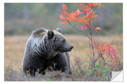 Naklejka na ścianę Brown bear