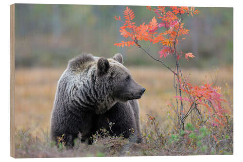 Holzbild Braunbär