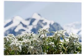 Acrylic print Edelweiss in front of snow-capped mountains - Daniel Schoenen