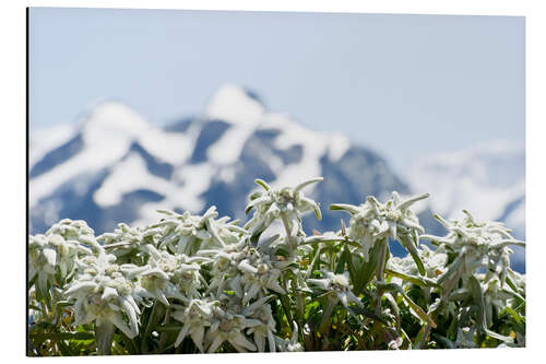 Tableau en aluminium Edelweiss face aux montagnes enneigées