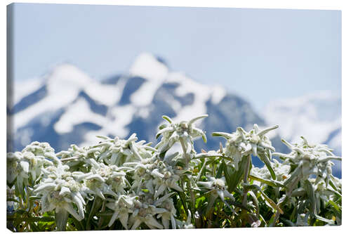 Canvas print Edelweiss in front of snow-capped mountains