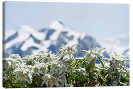 Canvas print Edelweiss in front of snow-capped mountains - Daniel Schoenen