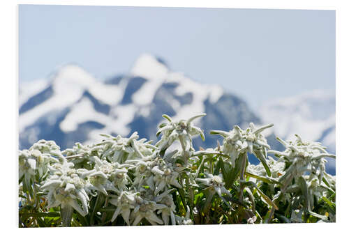 Print på skumplade Edelweiss in front of snow-capped mountains