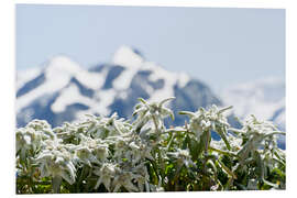 PVC-taulu Edelweiss in front of snow-capped mountains