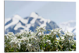 Gallery print Edelweiss in front of snow-capped mountains