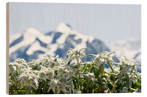Obraz na drewnie Edelweiss in front of snow-capped mountains