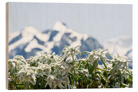 Obraz na drewnie Edelweiss in front of snow-capped mountains - Daniel Schoenen