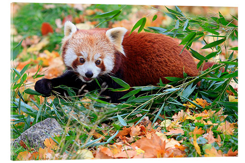 Acrylglas print Red panda