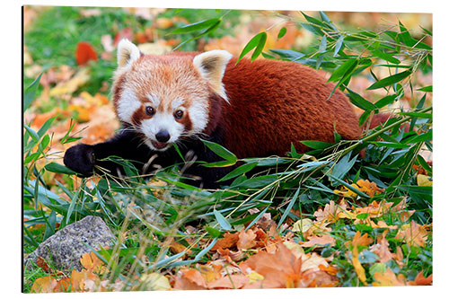 Aluminiumtavla Red panda