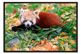Gerahmter Kunstdruck Roter Panda