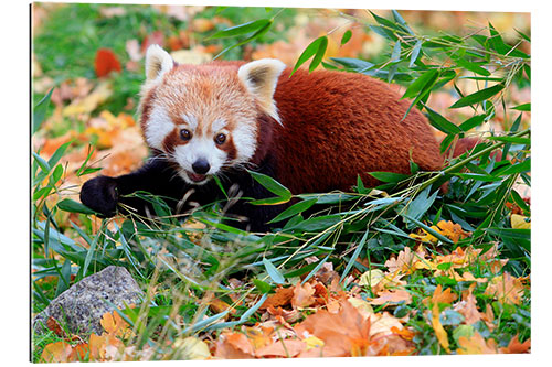 Galleritryck Red panda