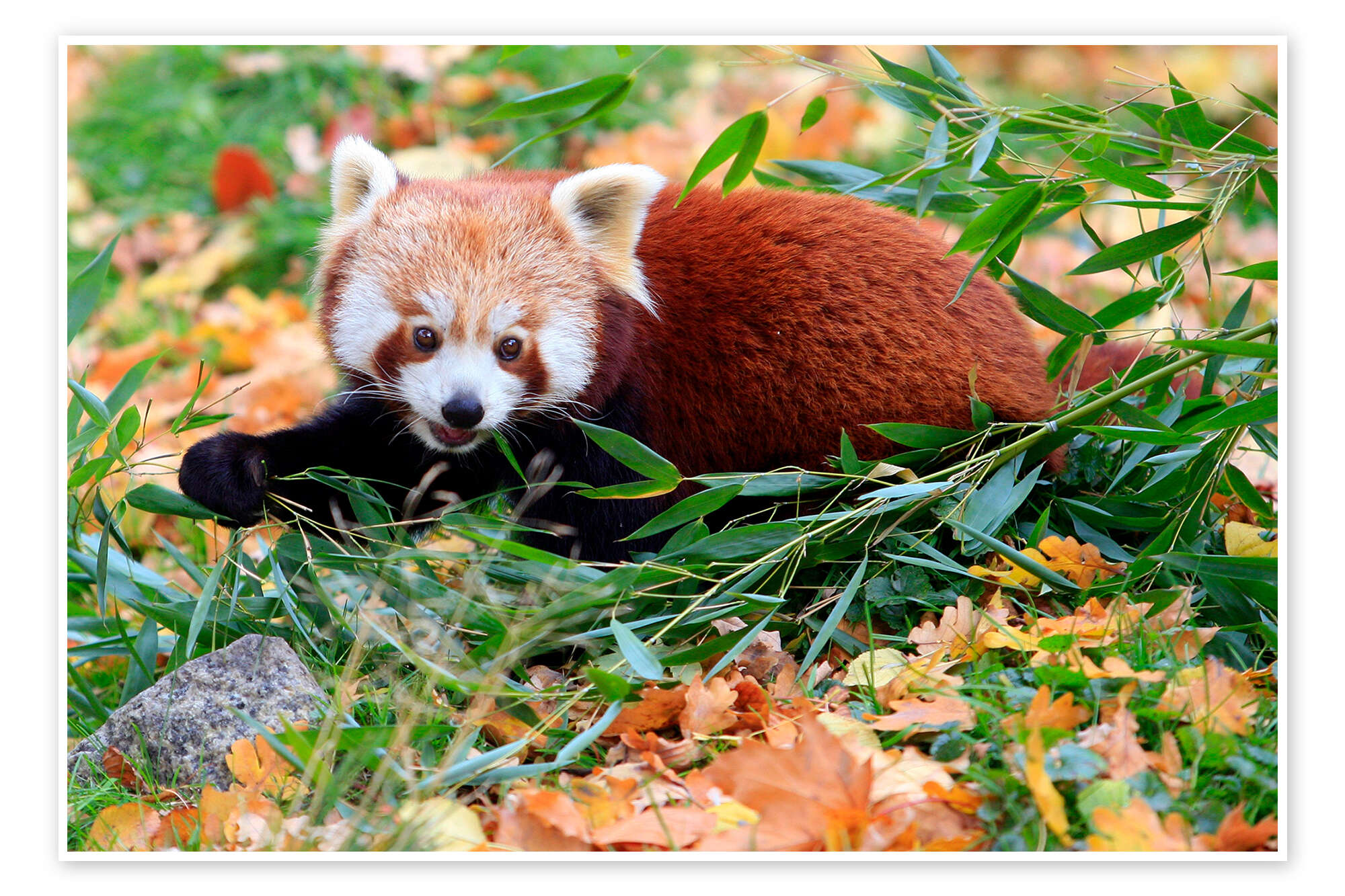 Ord Dårlig skæbne Samarbejdsvillig Red panda af Christian Suhrbier som plakat, lærredsbillede og mere |  Posterlounge.dk