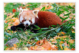 Póster  Panda vermelho - Christian Suhrbier